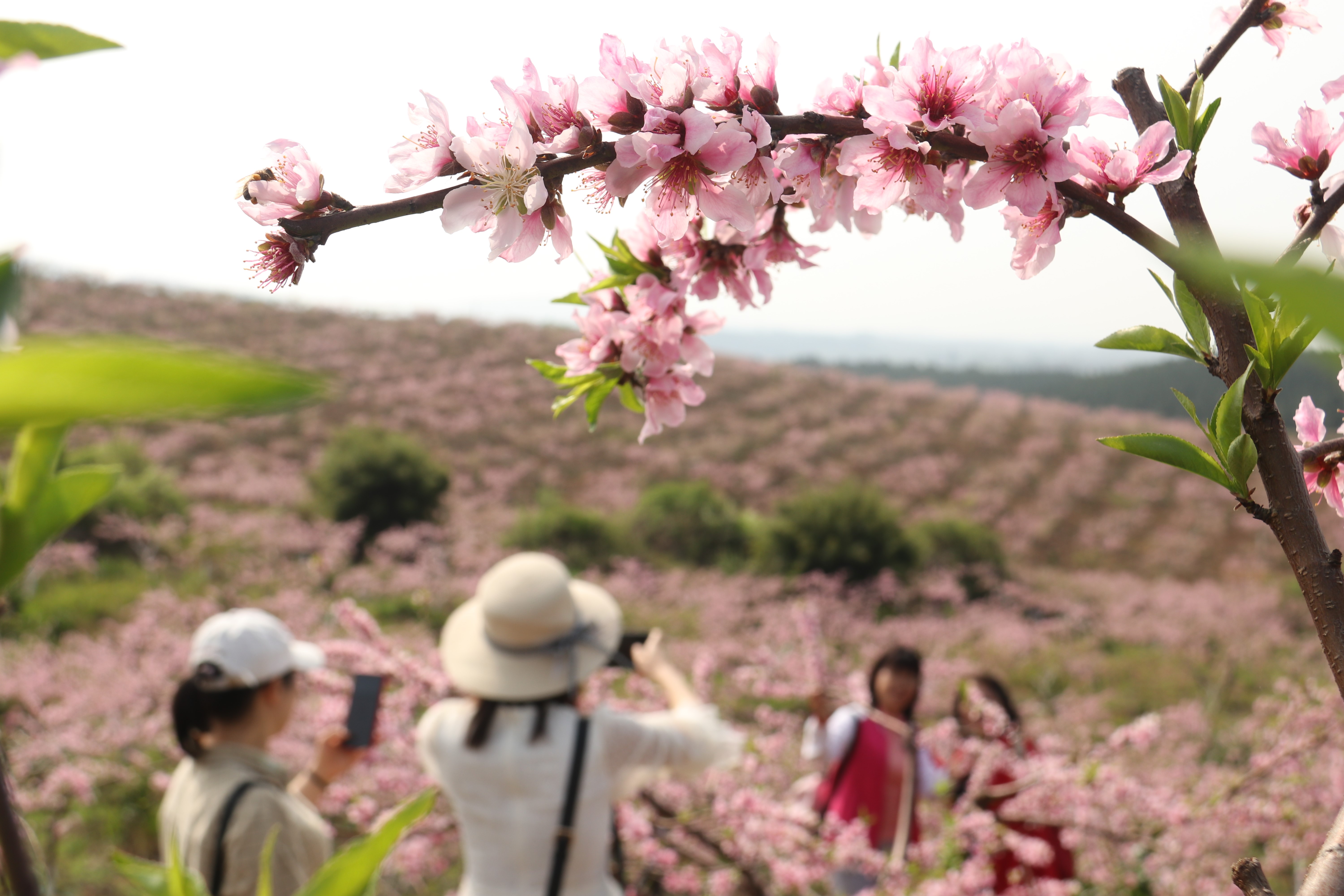 道县有什么好玩的地方景点推荐？道县十大旅游景点排名-湖南省道县旅游攻略必去一日游有哪些免费景点(图1)