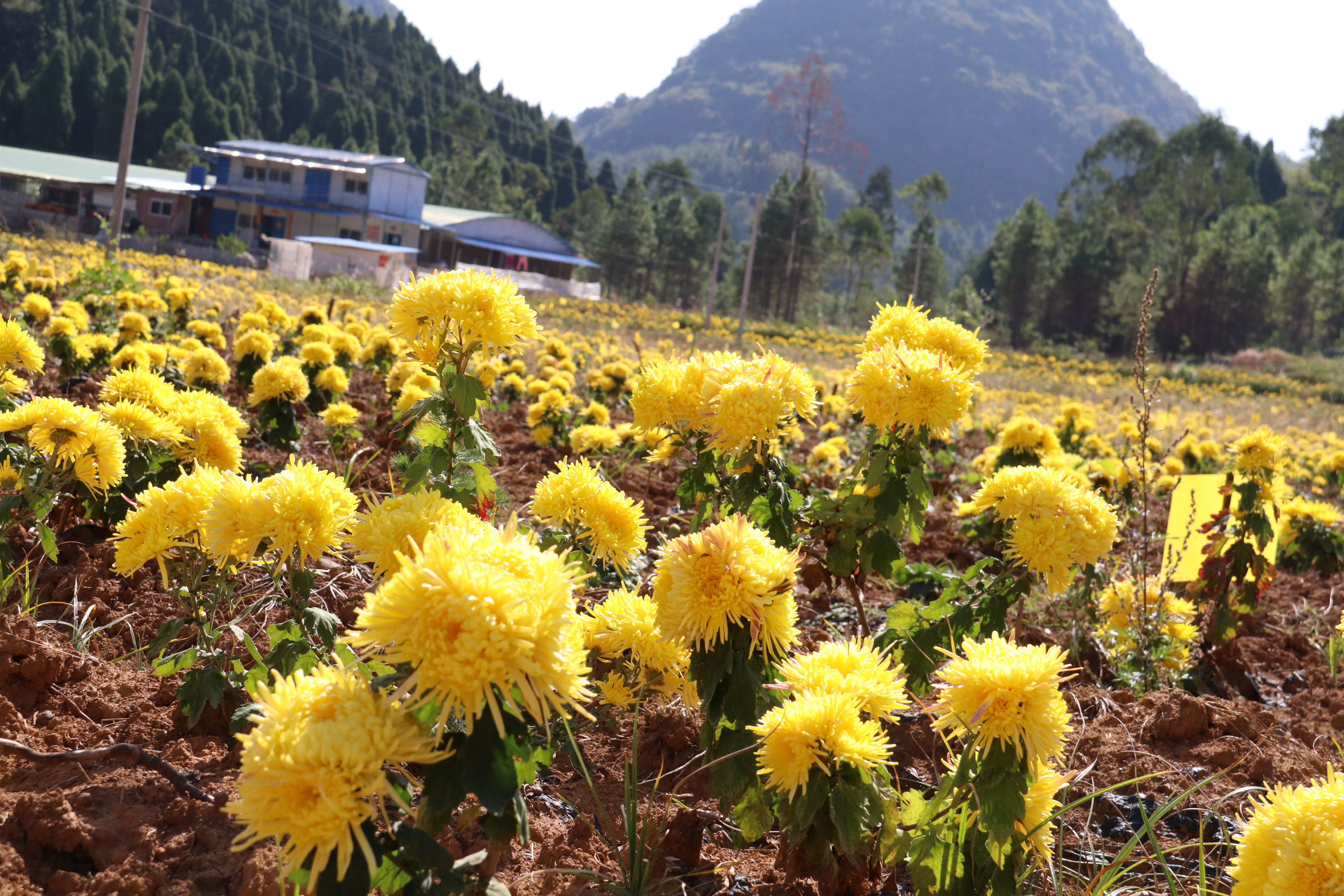 菊花开出幸福花道县金丝皇菊迎来丰收