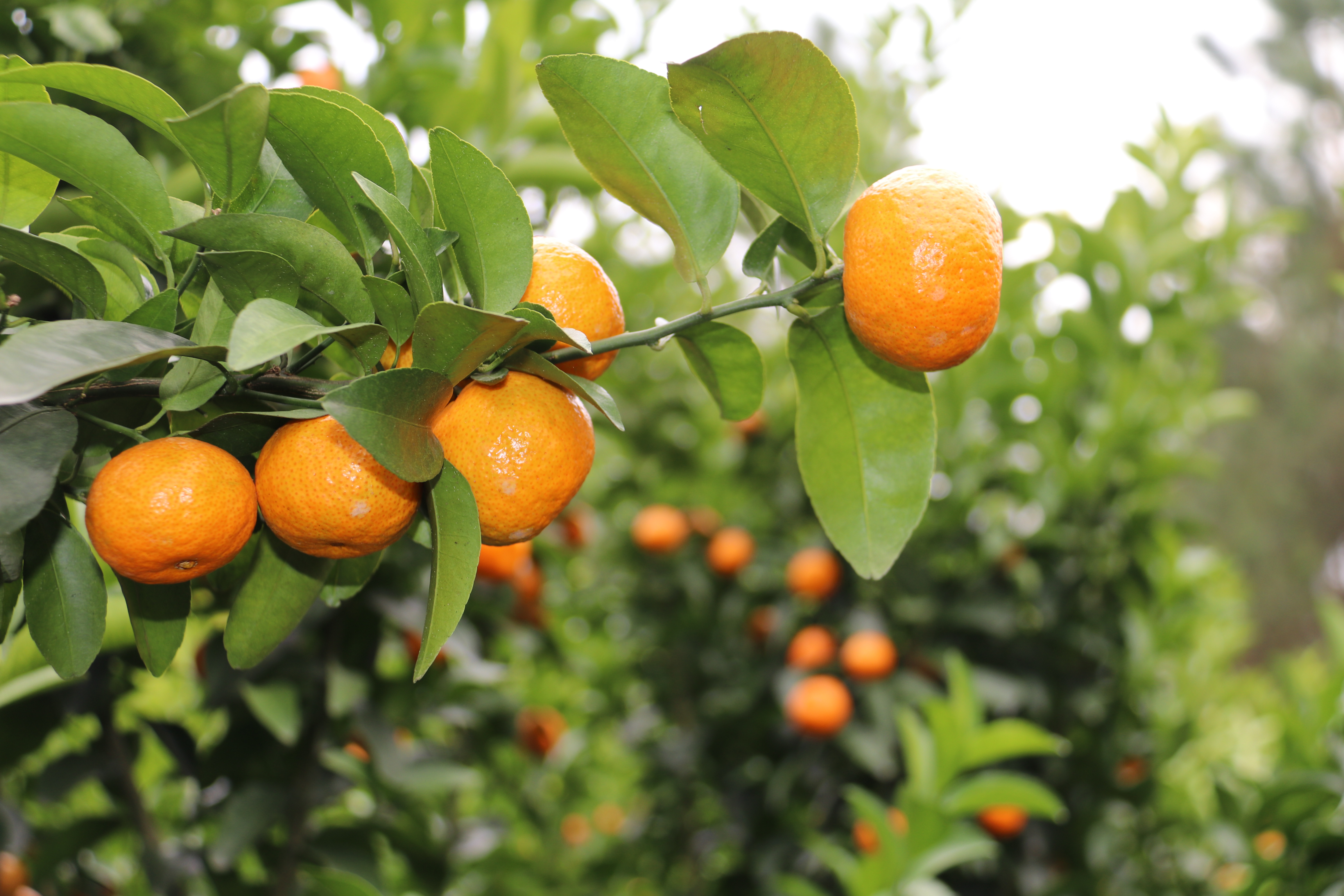 我县沙糖桔喜获丰收果农笑开颜