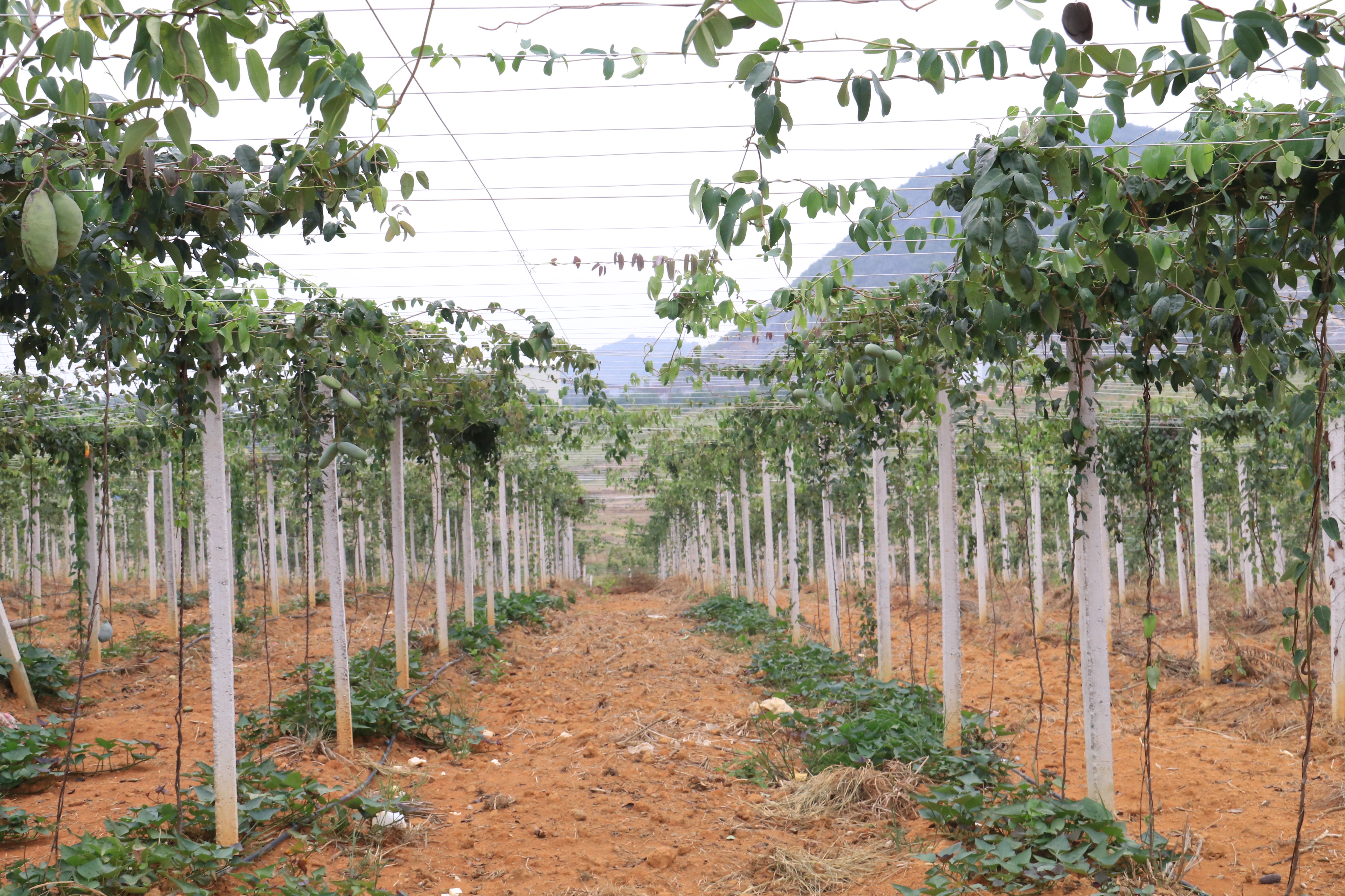 街道七一村种瓜得瓜农民合作社的基地里,看到这里藏着一片八月瓜海
